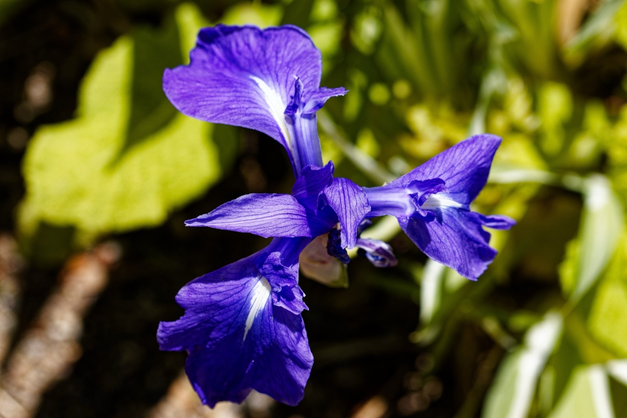 Iris laevigata 'Blue'