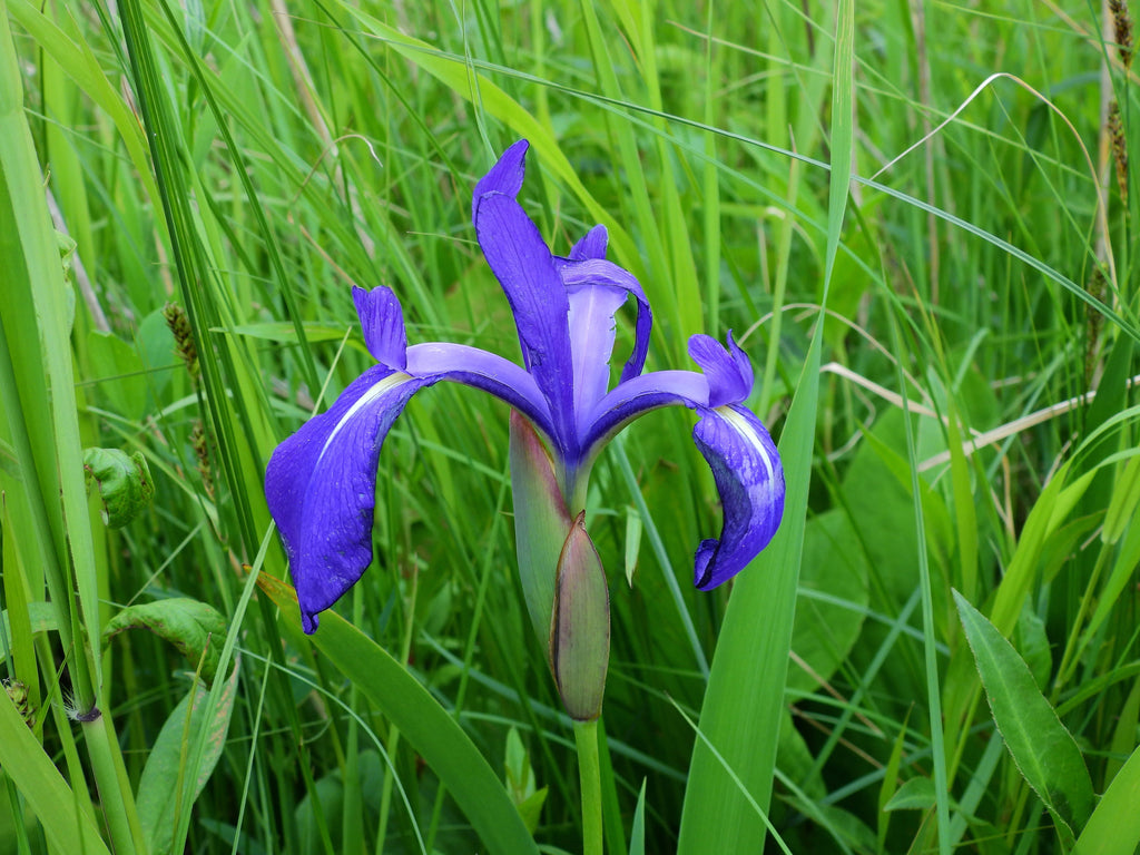 Iris laevigata 'Blue'
