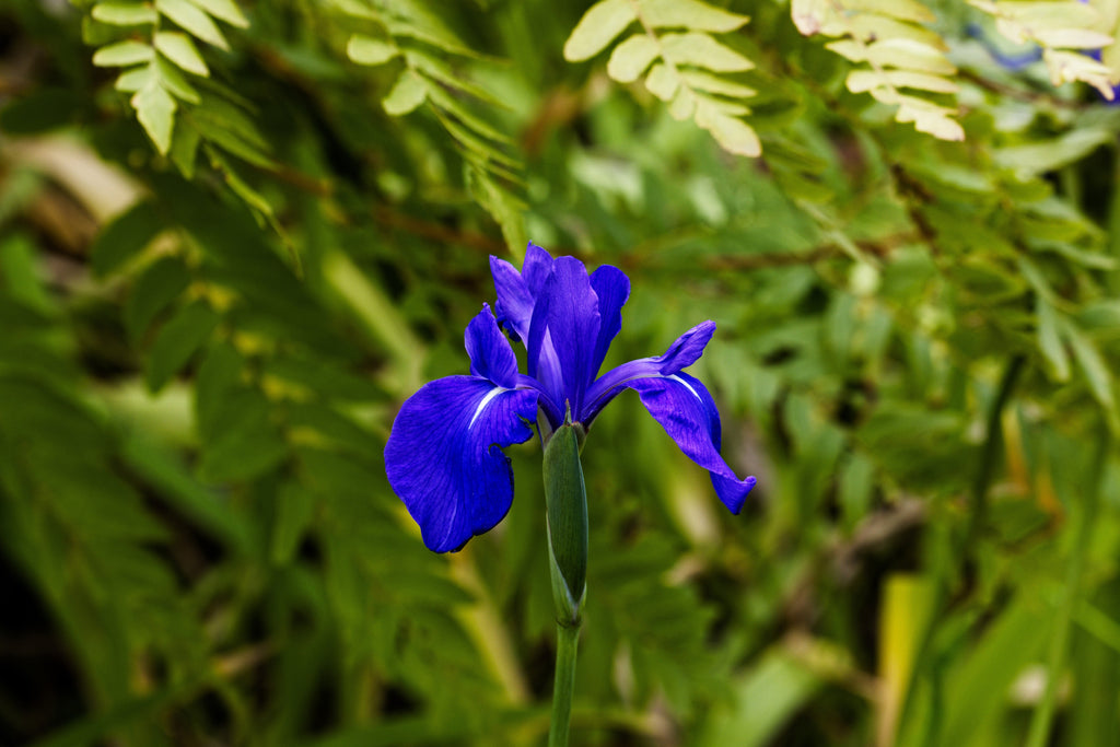Iris laevigata 'Blue'