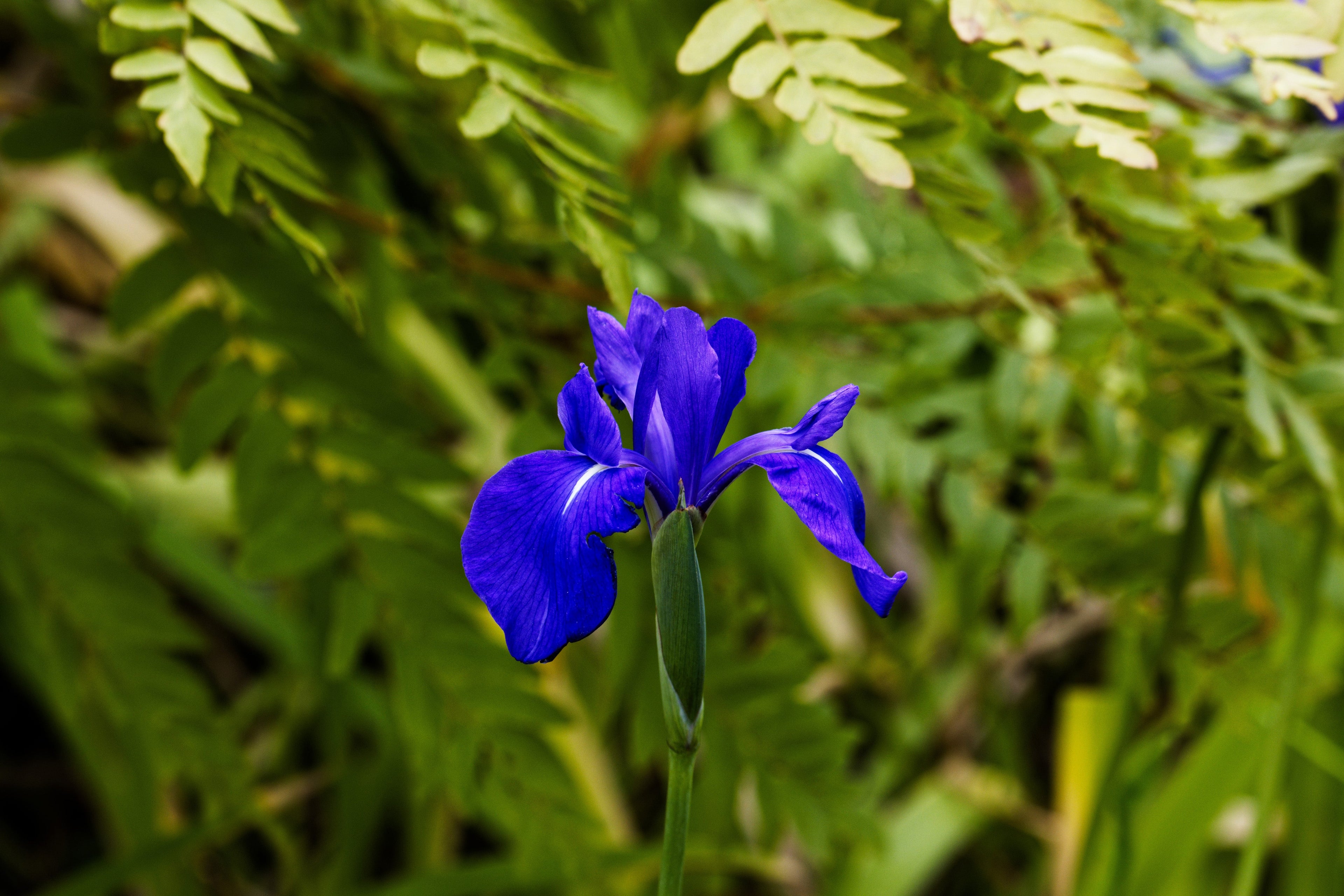 Iris laevigata 'Blue'