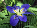 Iris louisiana 'All Agaze'