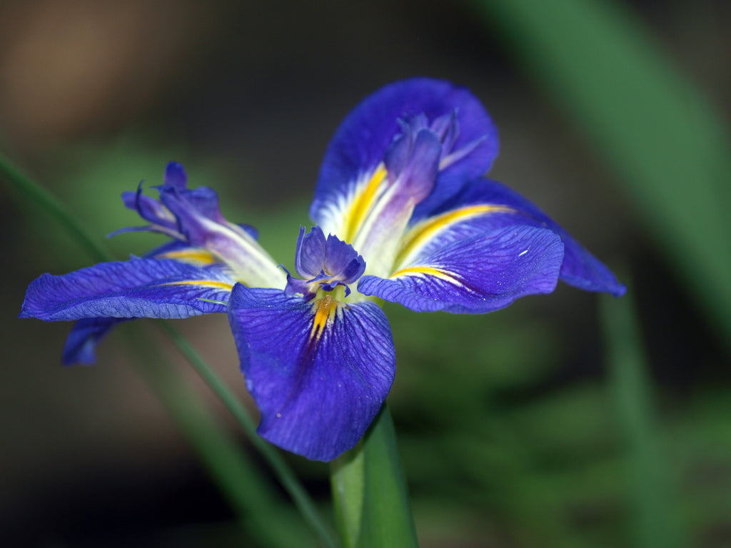 Iris louisiana 'All Agaze'