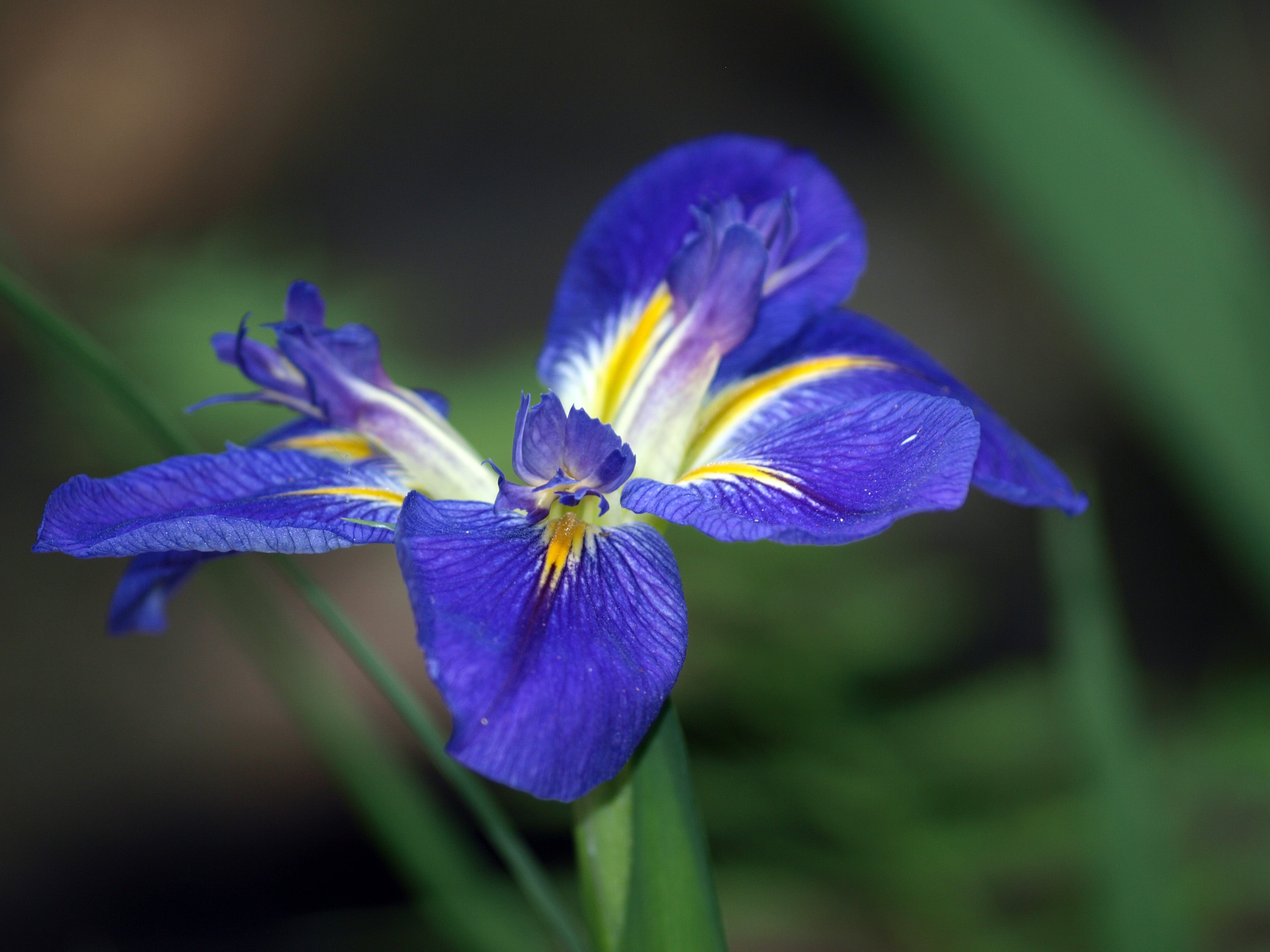 Iris louisiana 'All Agaze'