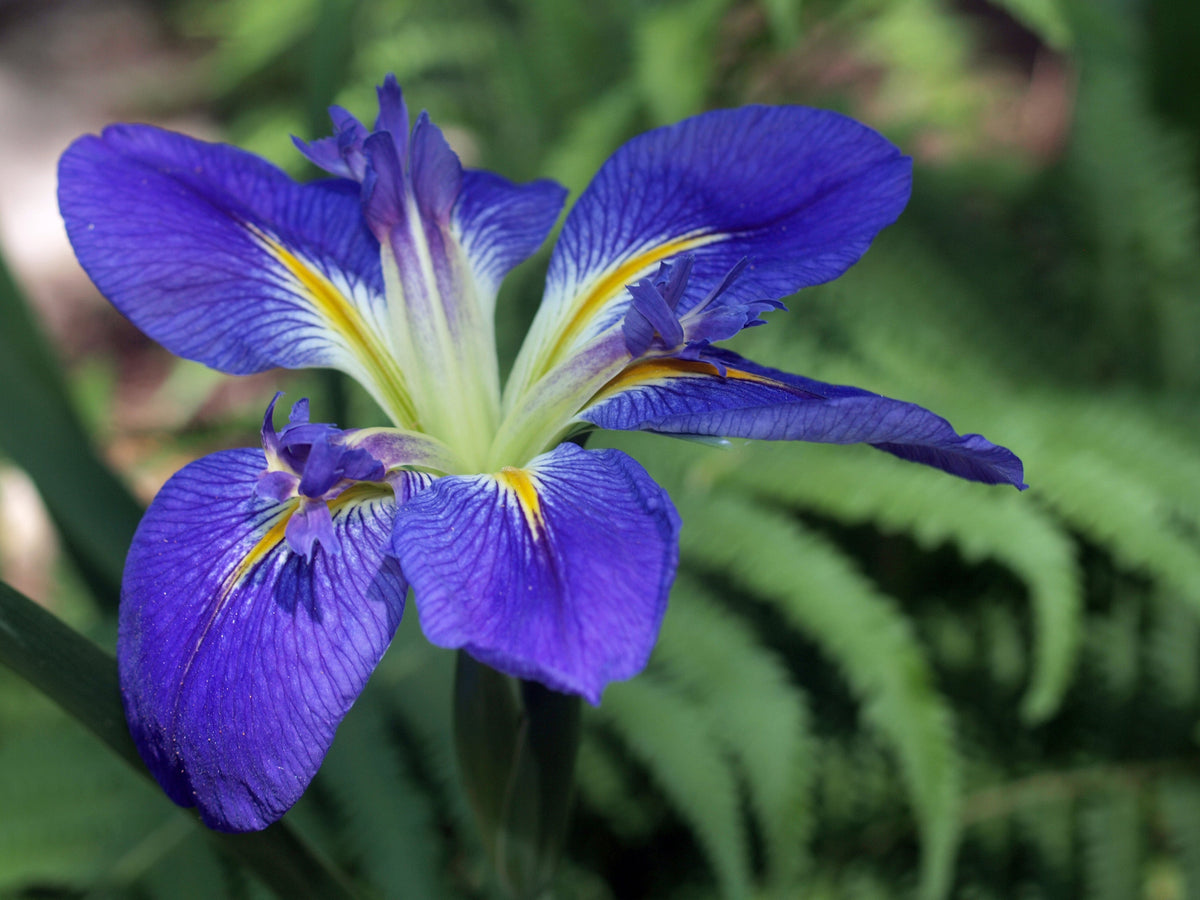Iris louisiana 'All Agaze'
