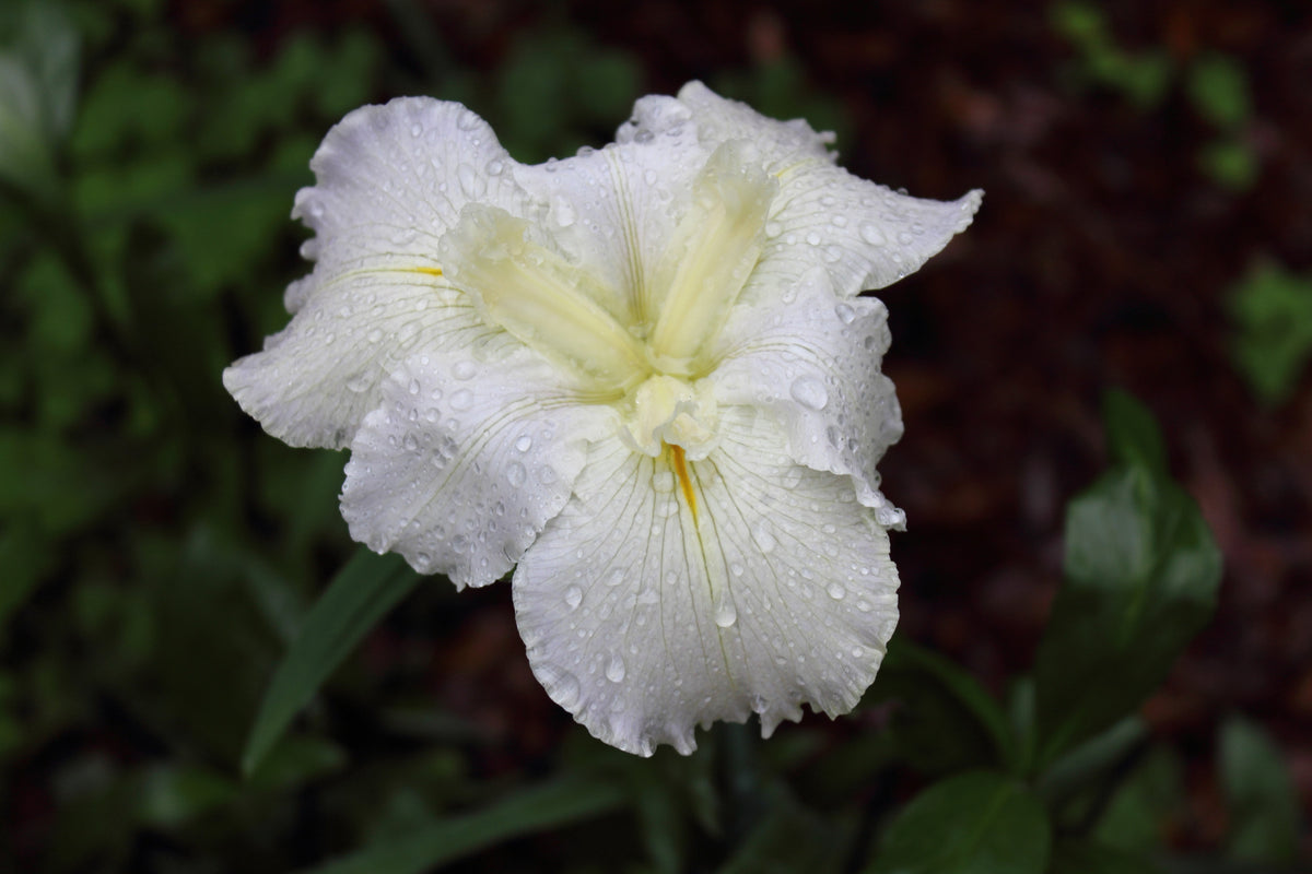 Iris louisiana 'Arabian Bayou'