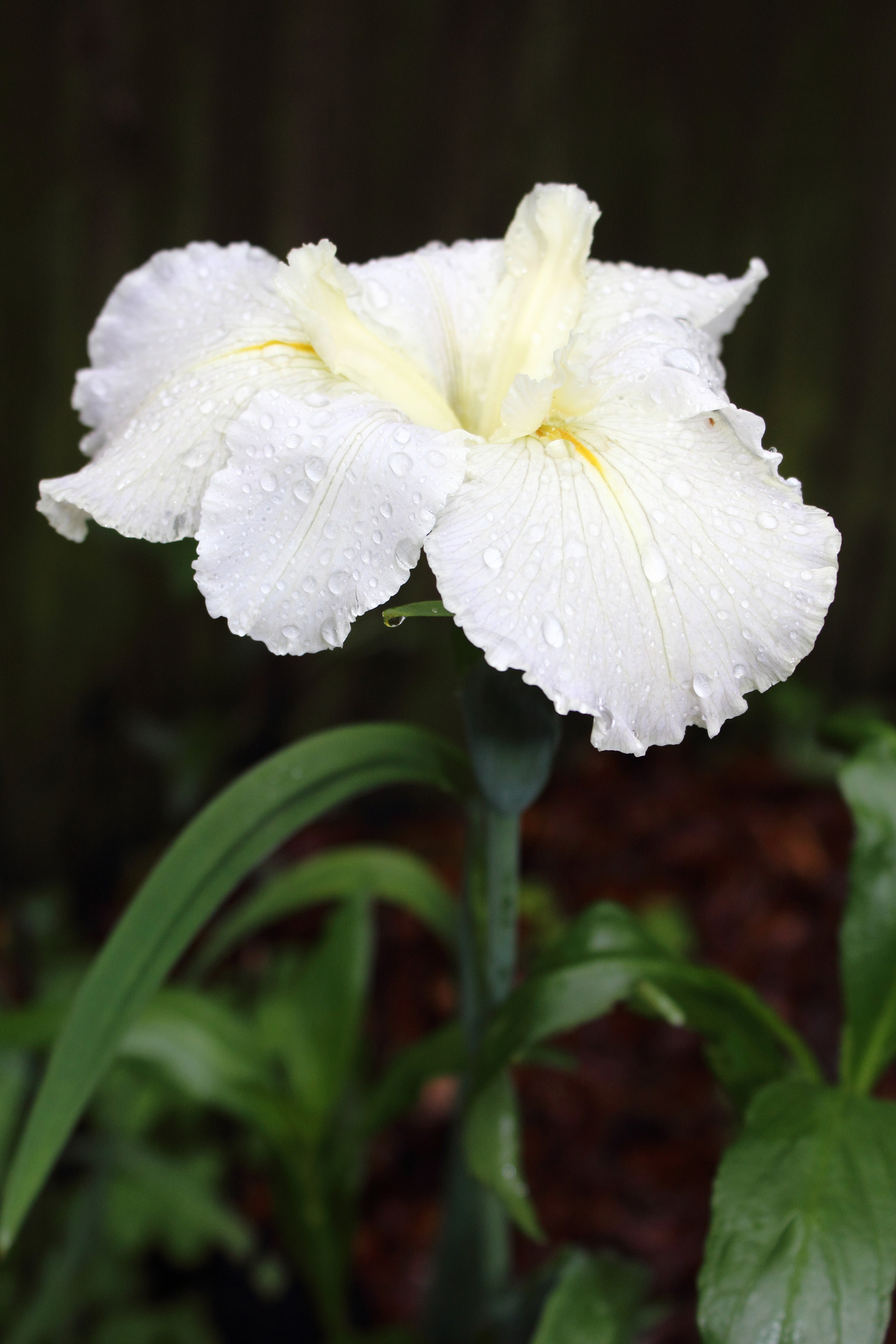 Iris louisiana 'Arabian Bayou'