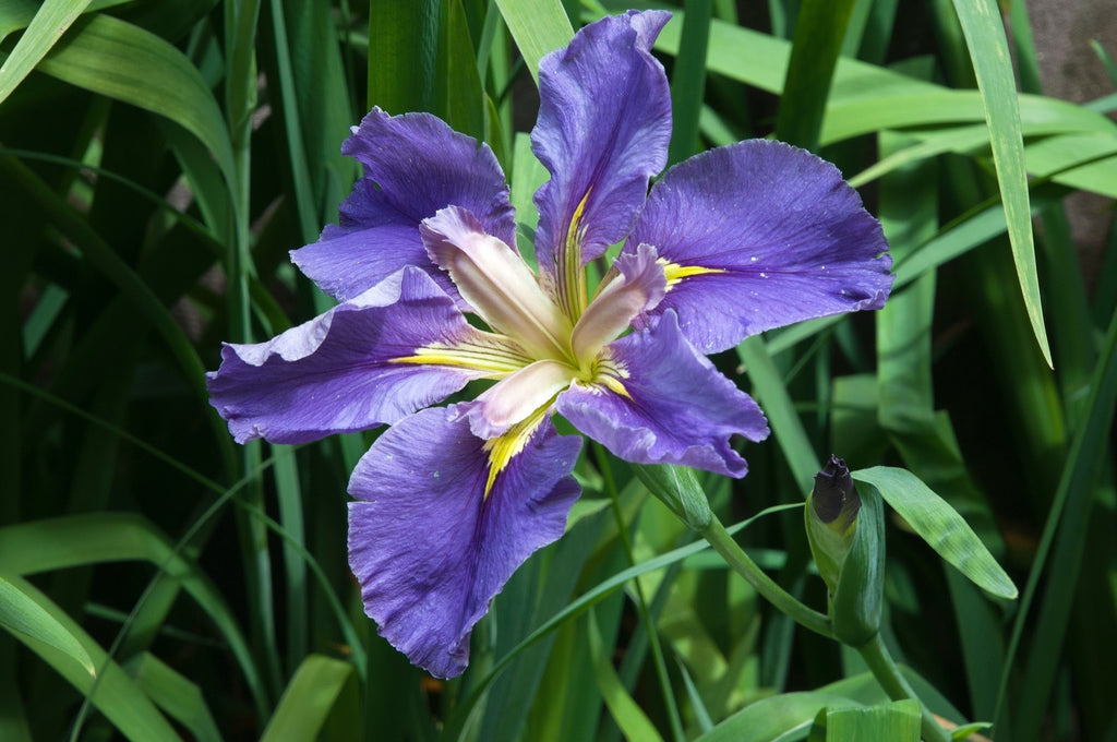 Iris louisiana 'Marie Gallais'