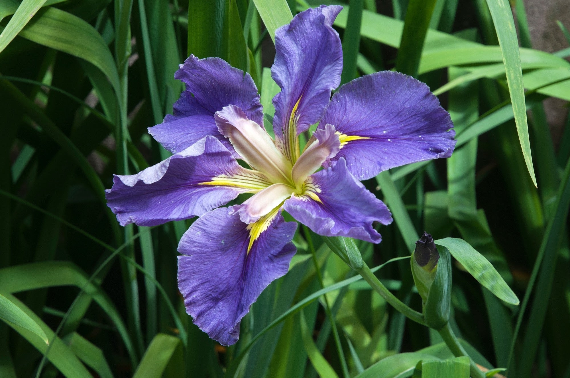 Iris louisiana 'Marie Gallais'