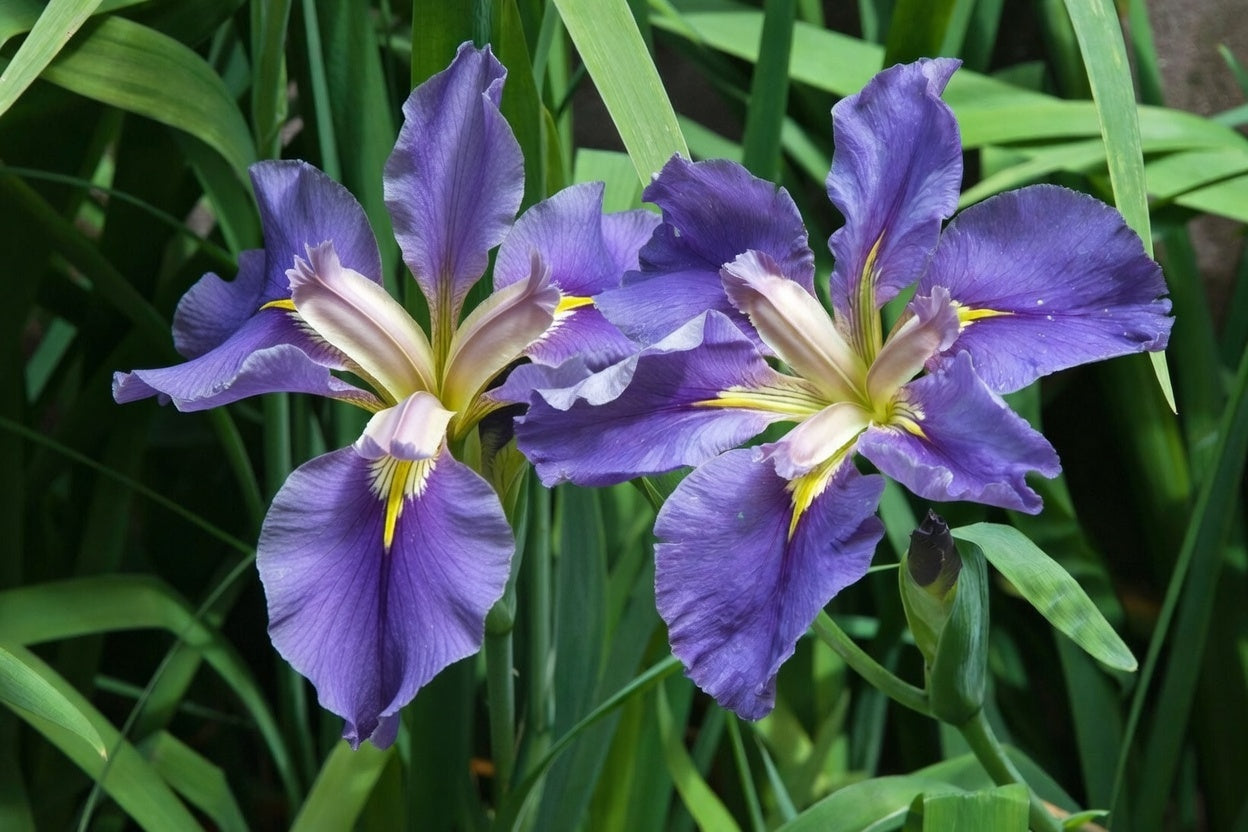 Iris louisiana 'Marie Gallais'