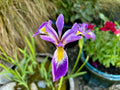 Iris pseudacorus 'Holden's Child'