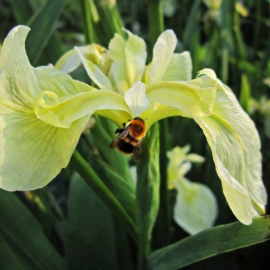 Iris pseudacorus bastardii