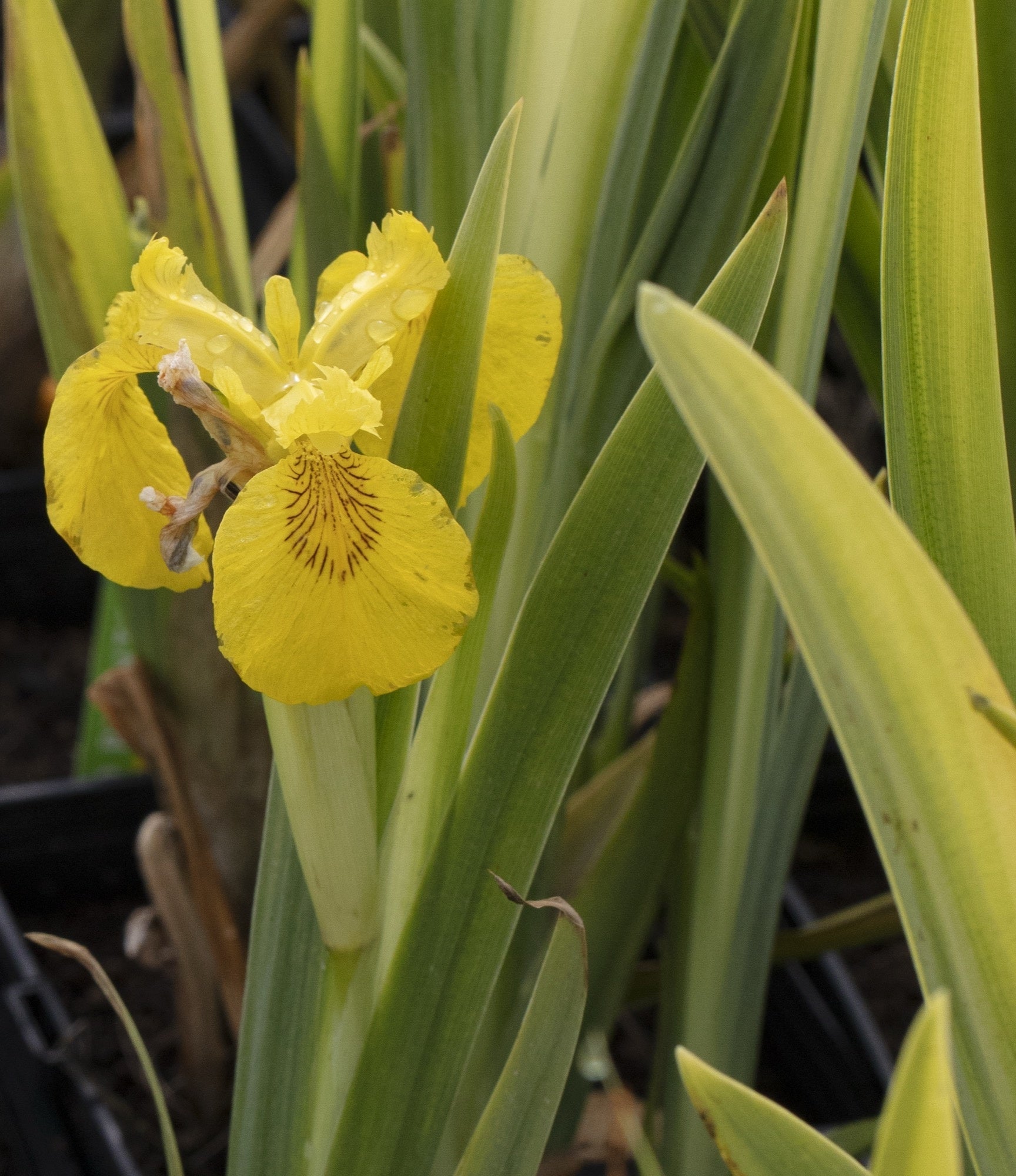 Iris pseudacorus variegata