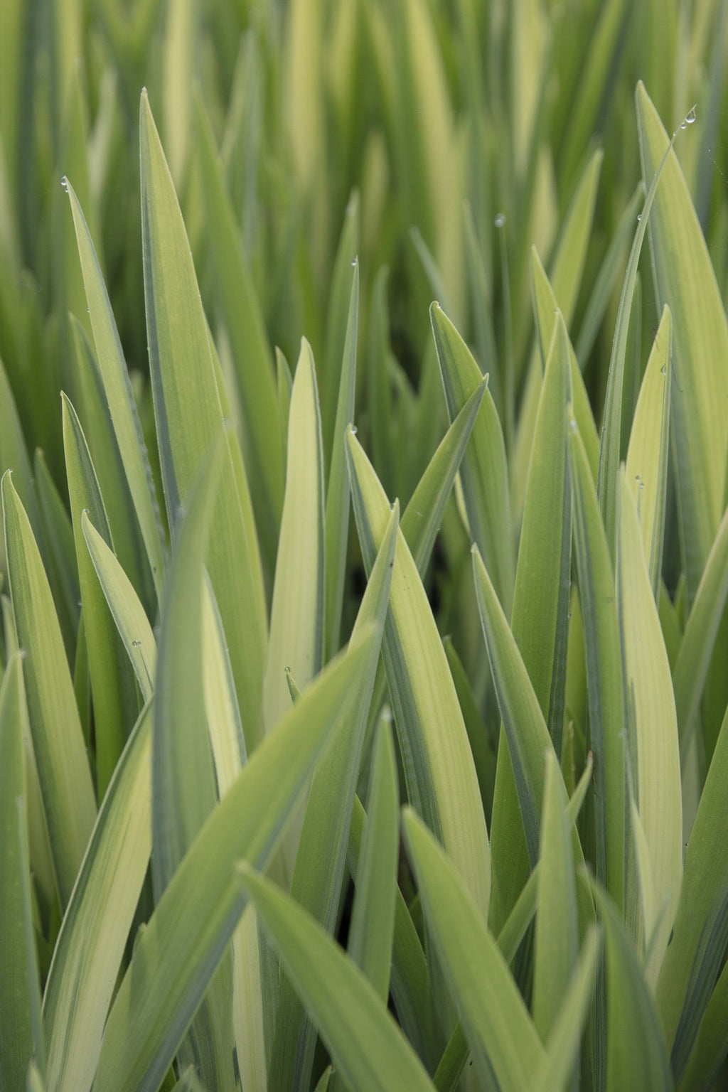 Iris pseudacorus variegata