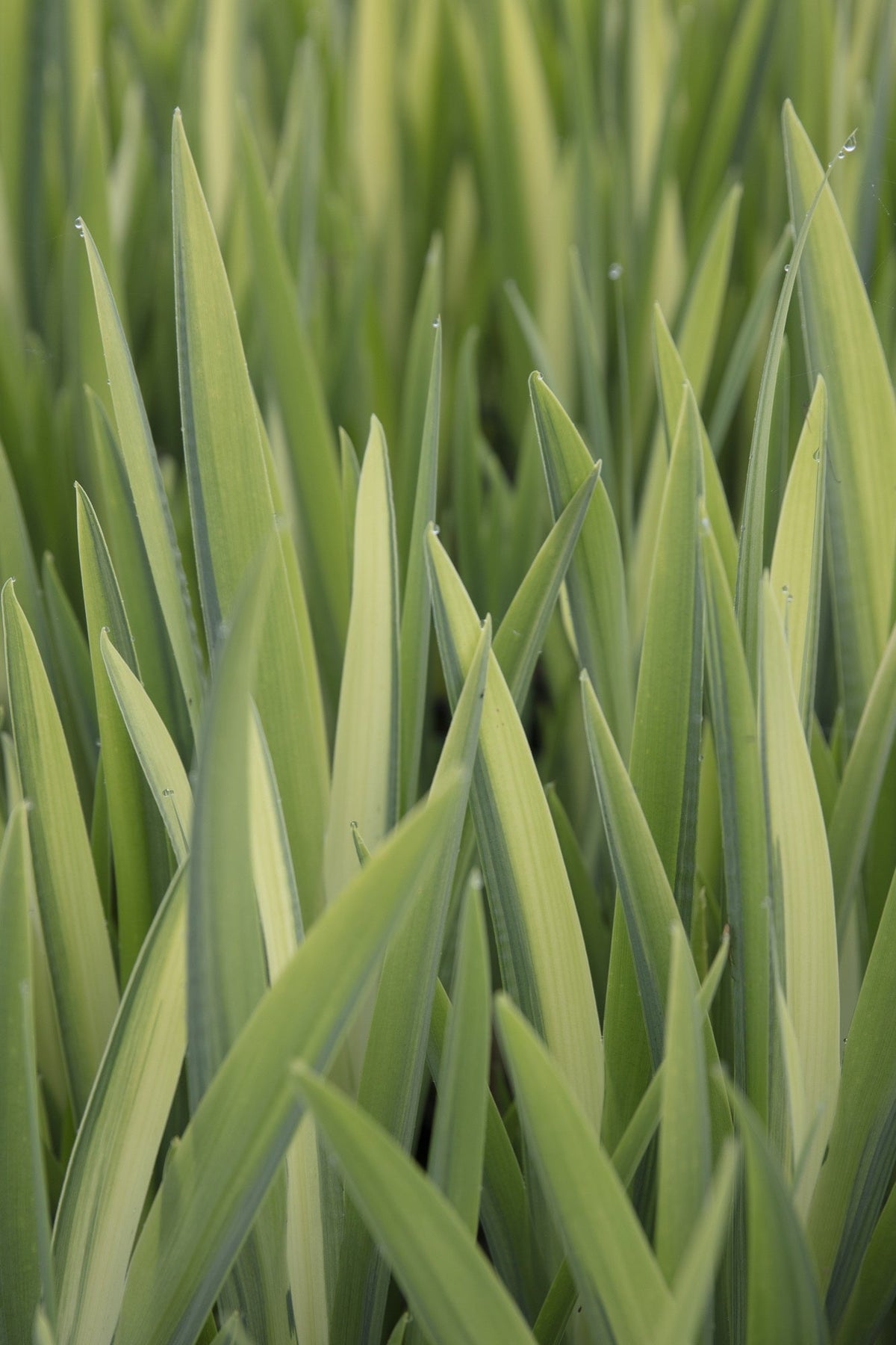 Iris pseudacorus variegata