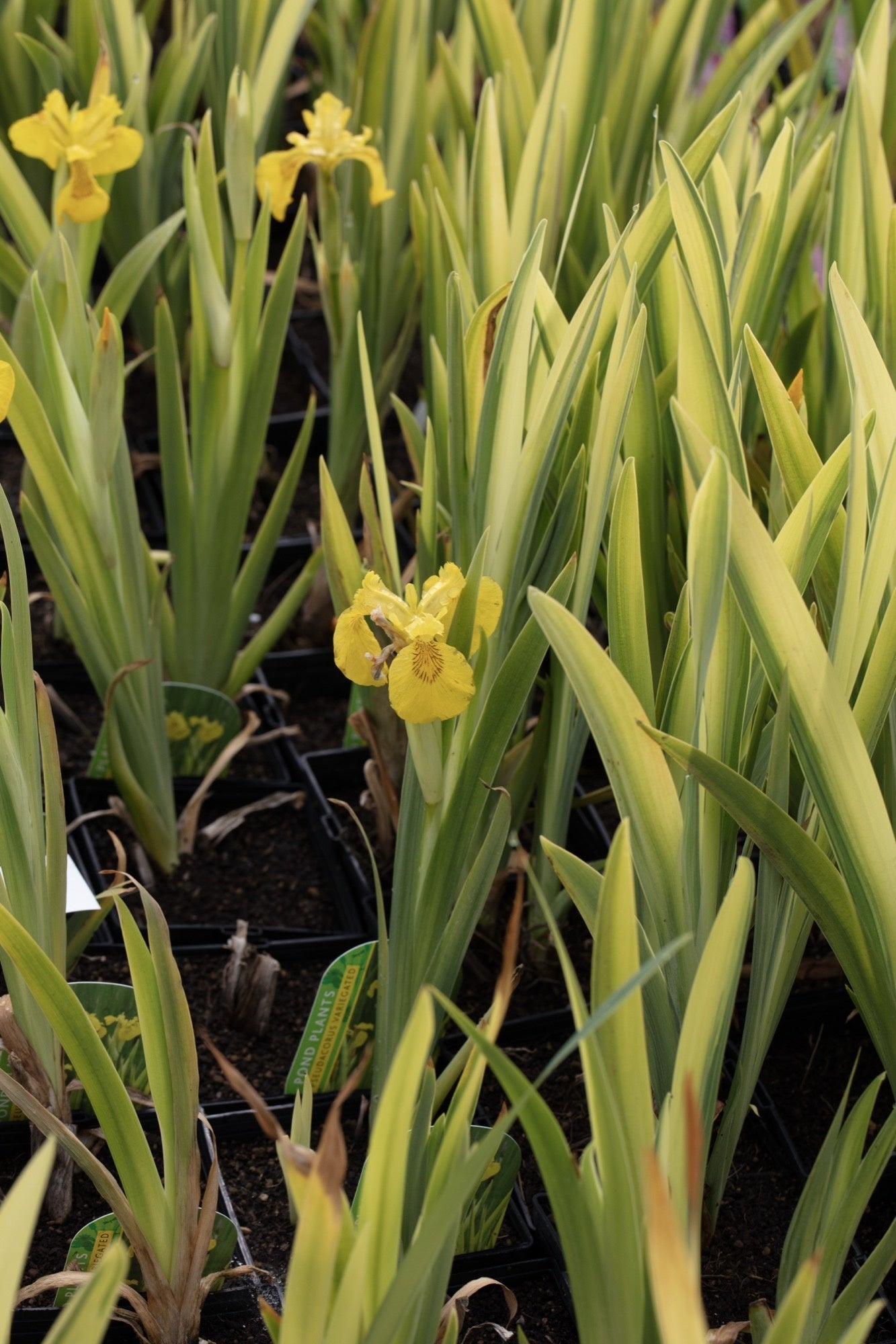 Iris pseudacorus variegata