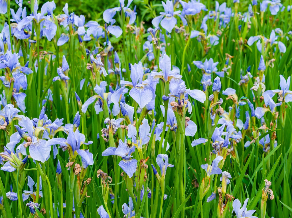 Iris sibirica 'Perry's Blue'