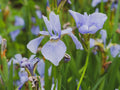 Iris sibirica 'Perry's Blue'