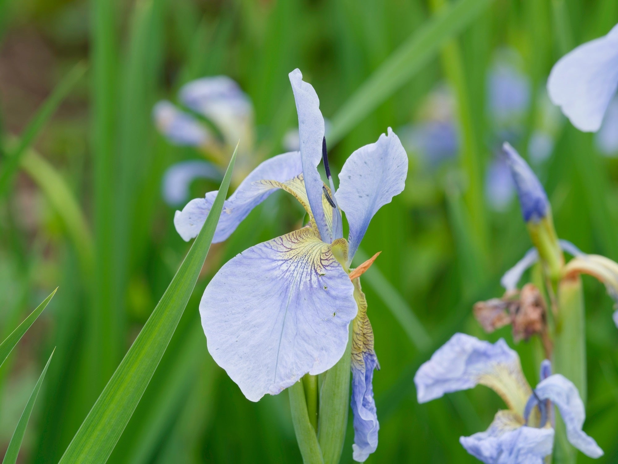 Iris sibirica 'Perry's Blue'