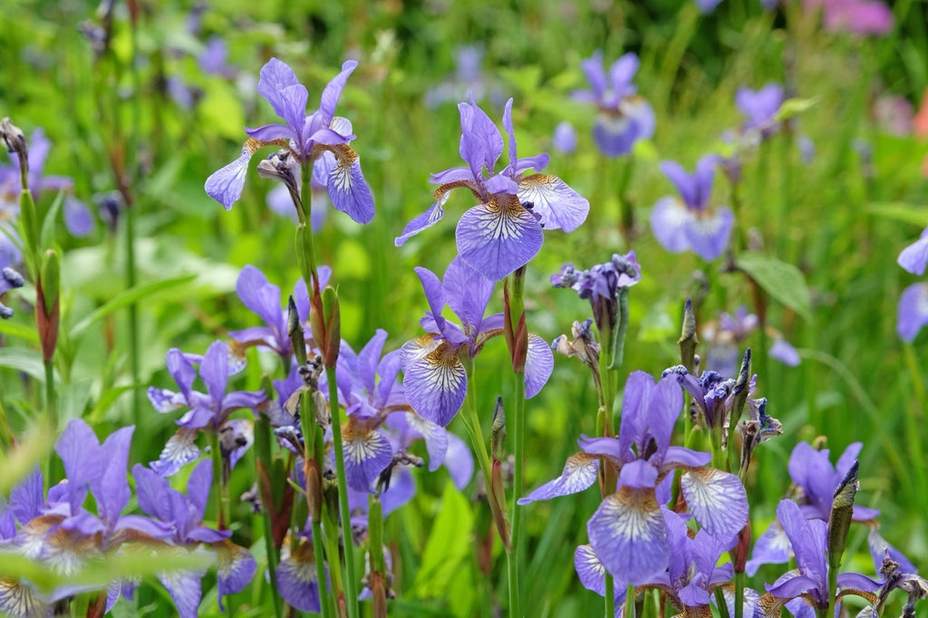 Iris versicolor (Blue flag or Poison flag)