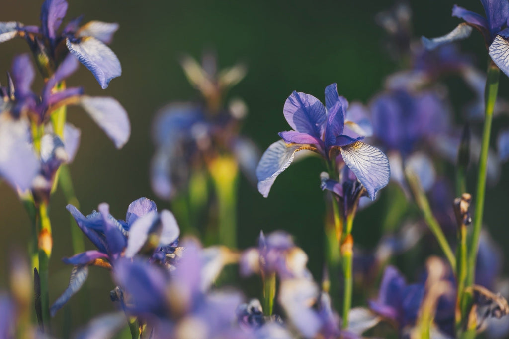 Iris versicolor (Blue flag or Poison flag)