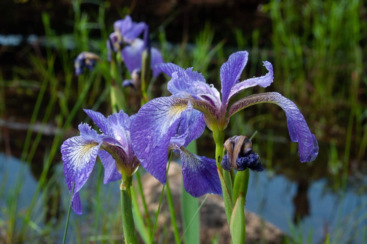 Iris versicolor (Blue flag or Poison flag)
