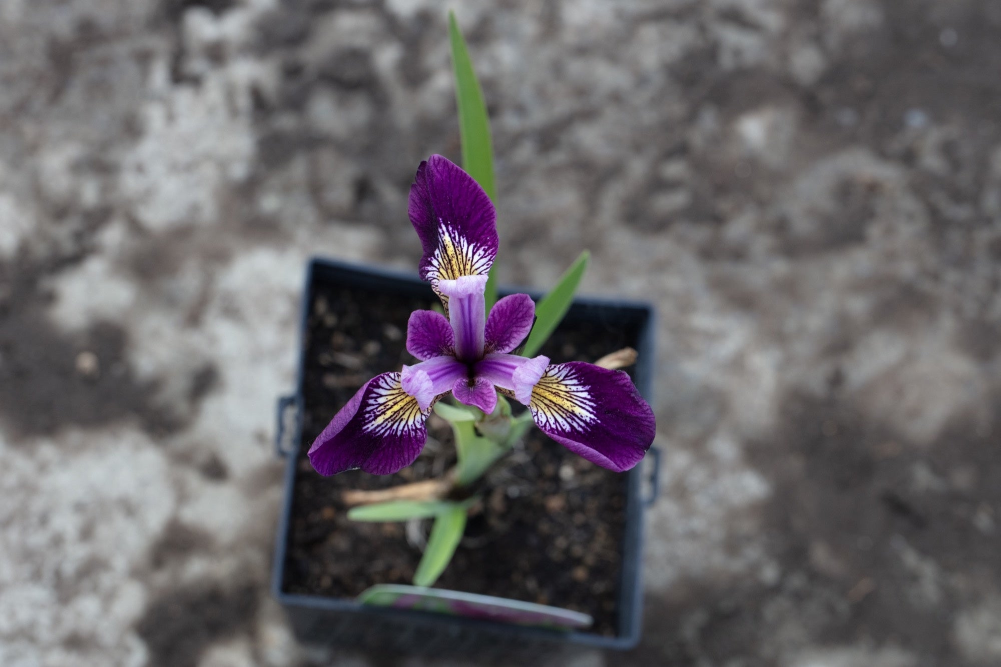 Iris versicolor 'Kermesina'