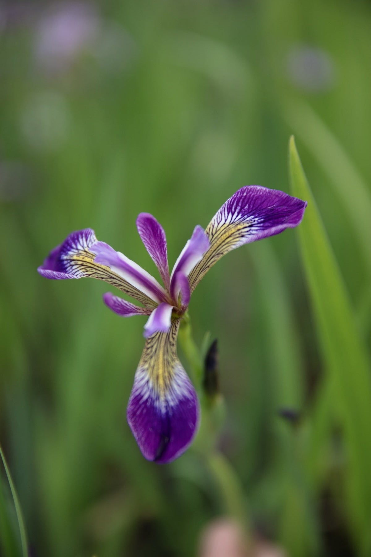 Iris versicolor 'Kermesina'