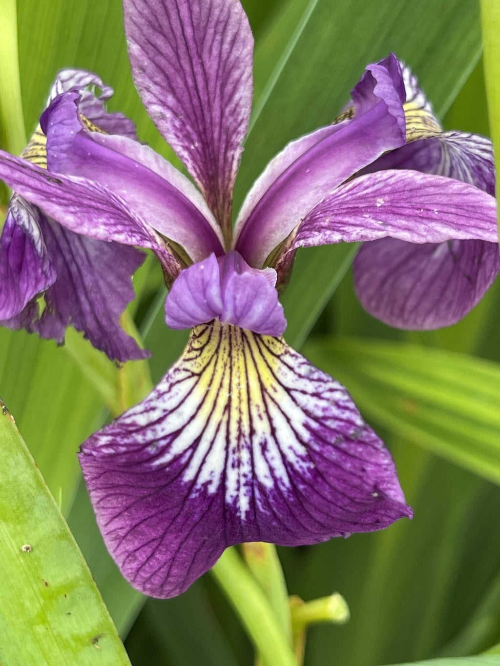 Iris versicolor 'Kermesina'