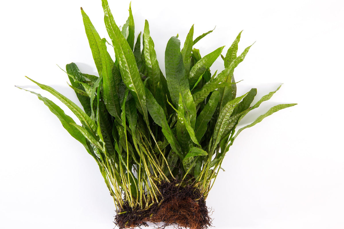 Microsorum pteropus