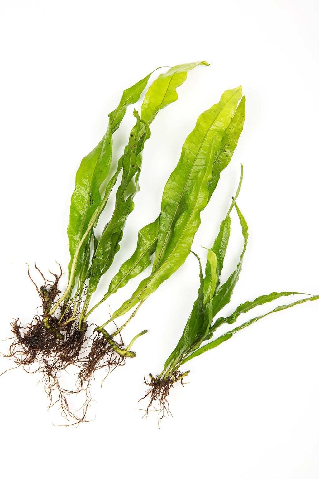 Microsorum pteropus