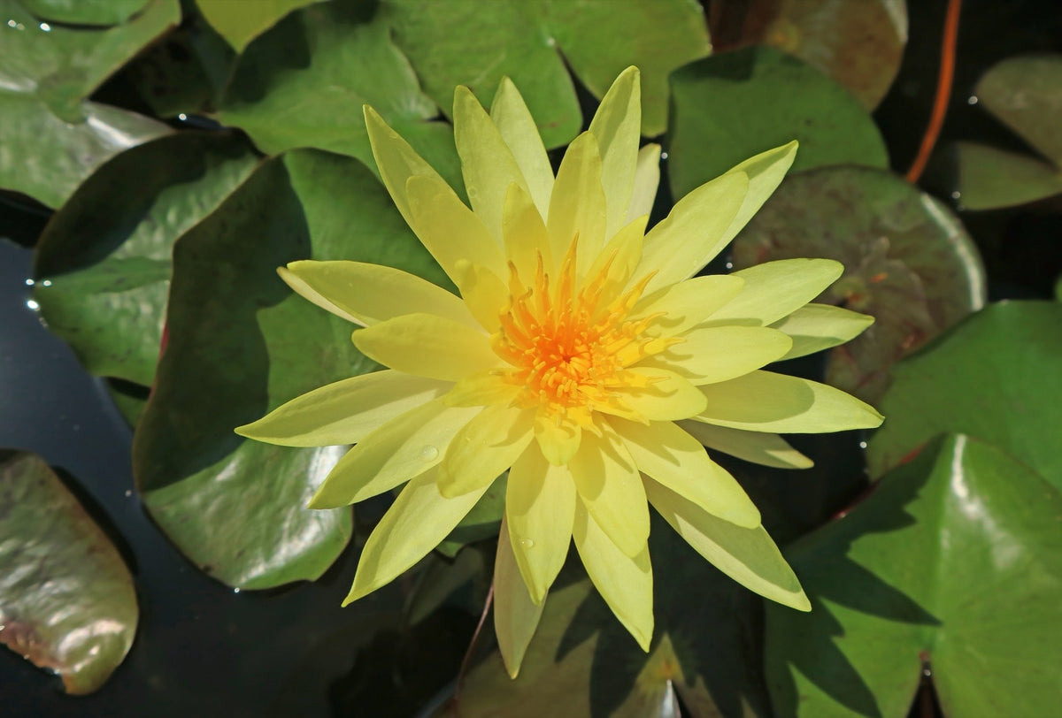 Nymphaea 'Joey Tomocik'