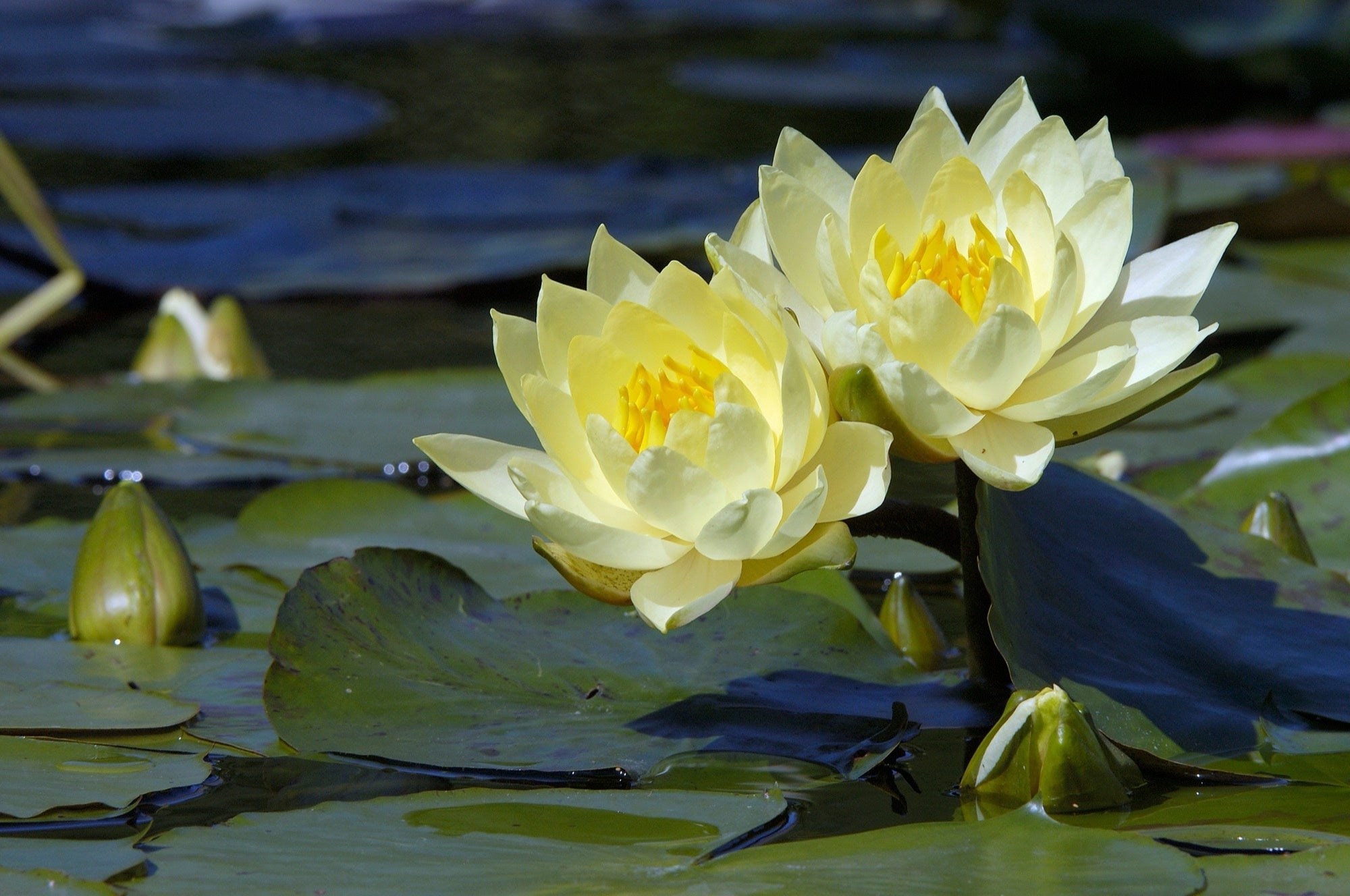 Nymphaea 'Joey Tomocik'