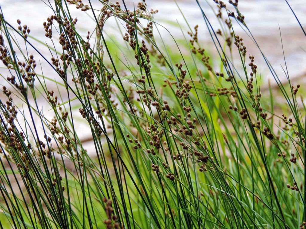 Juncus inflexus