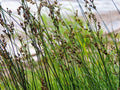 Juncus inflexus
