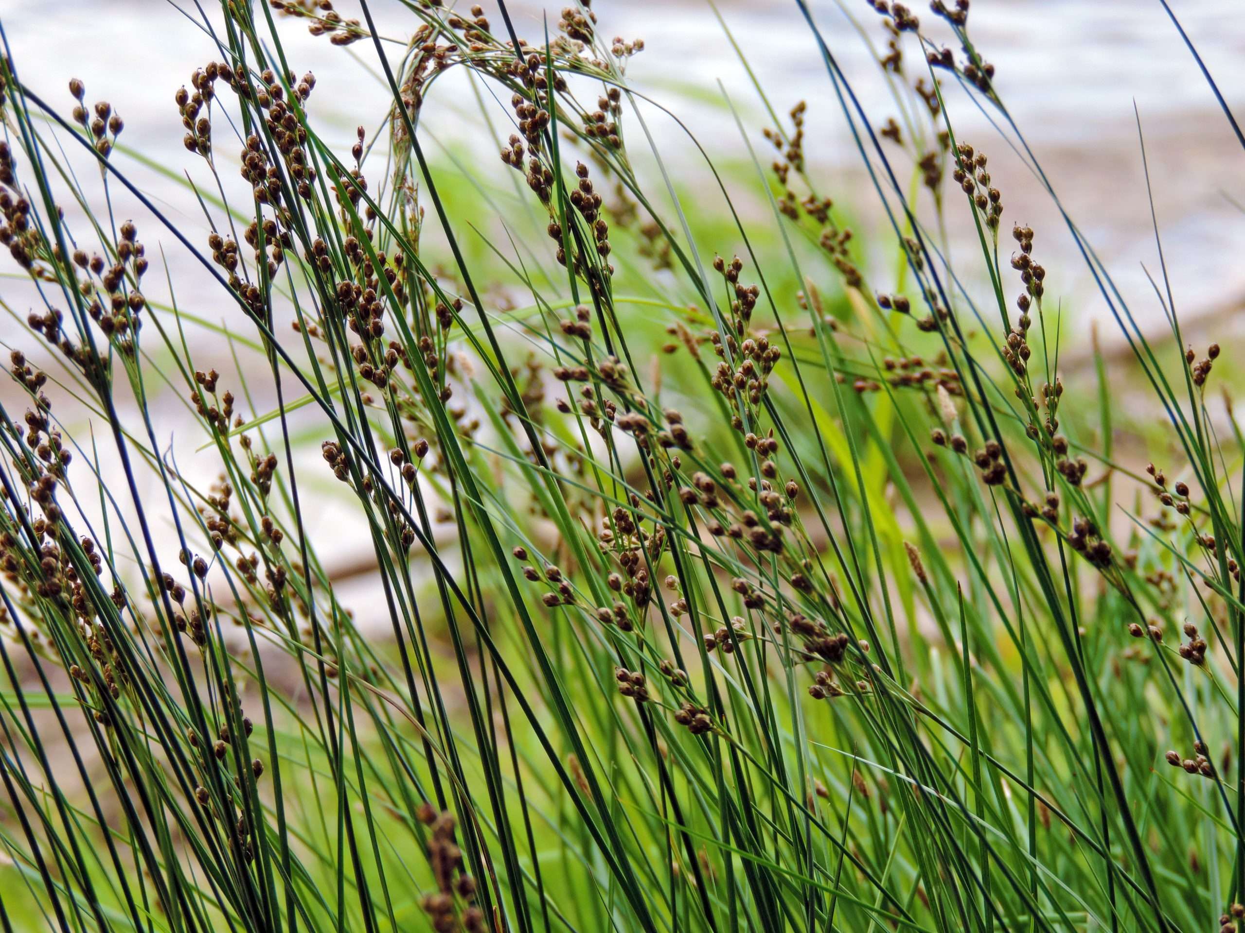 Juncus inflexus