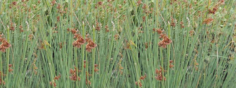 Juncus inflexus