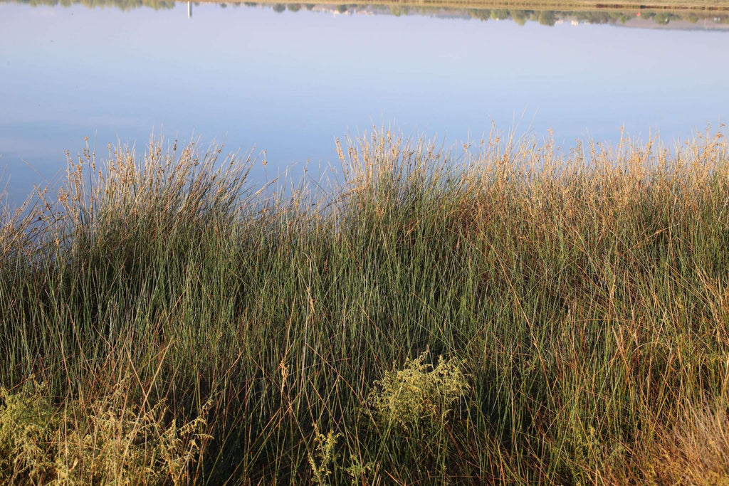 Juncus maritimus