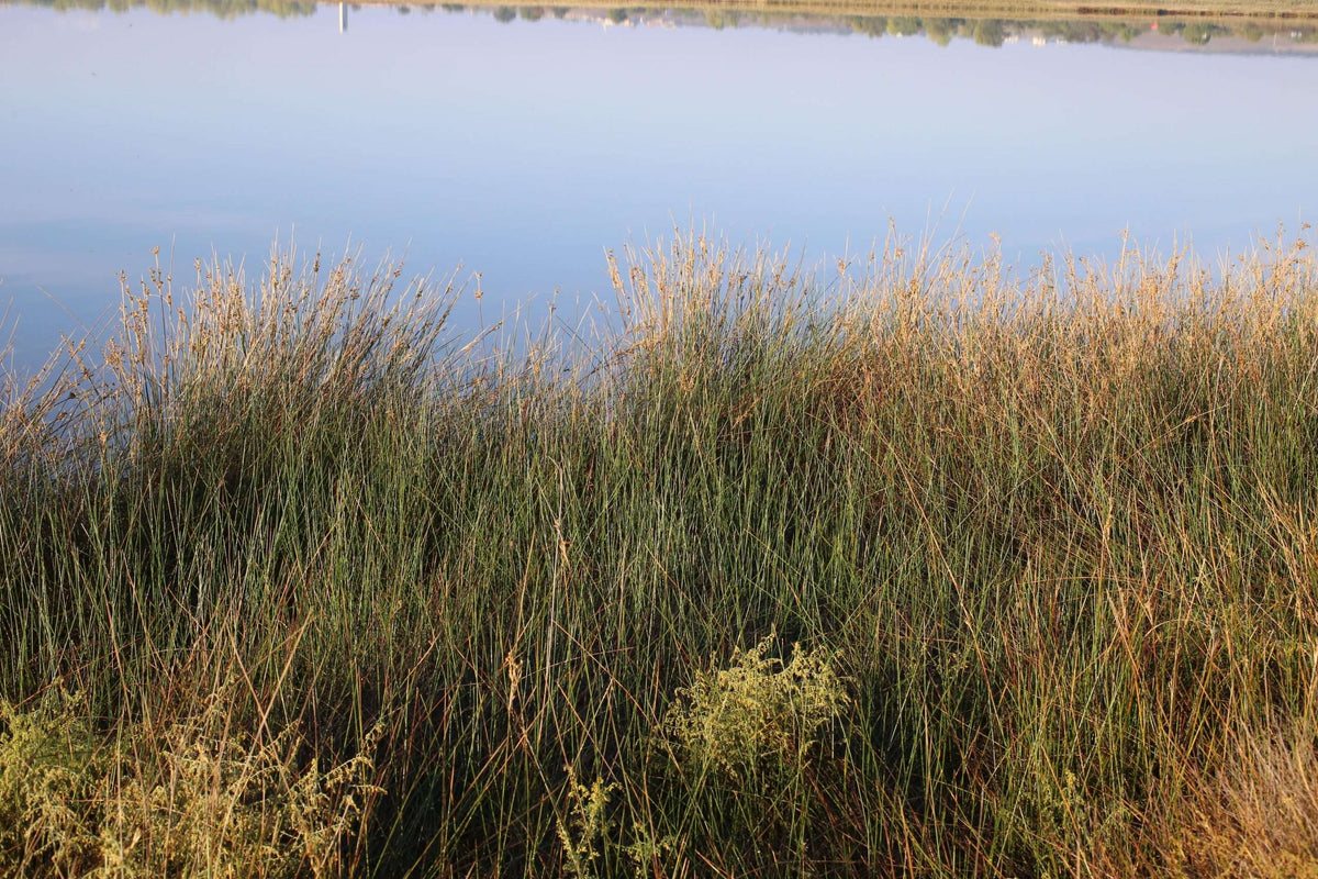 Juncus maritimus