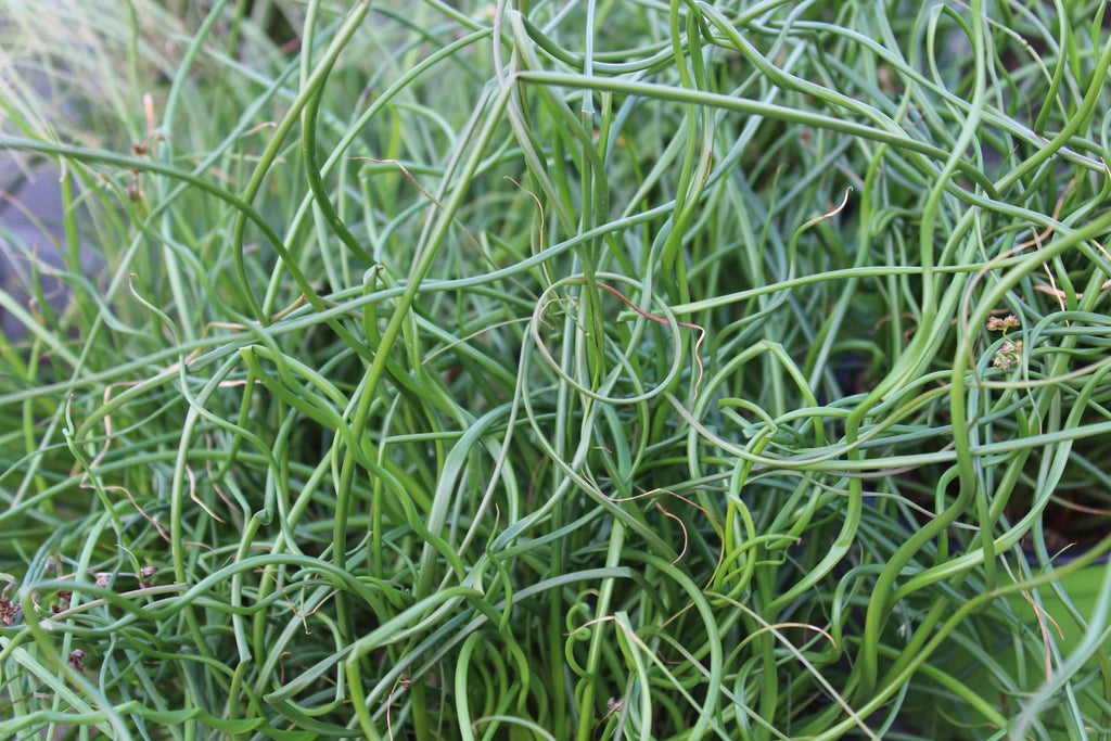 Juncus effusus var. spiralis
