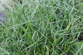 Juncus effusus var. spiralis