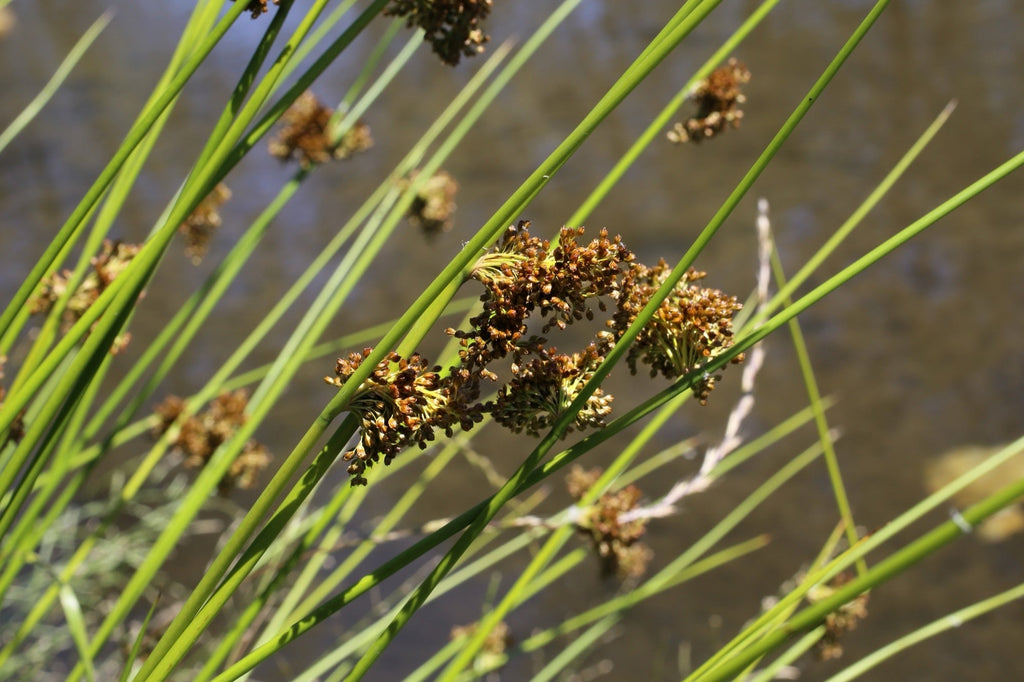 Juncus effusus