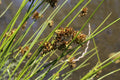 Juncus effusus