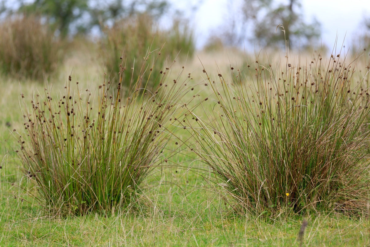 Juncus effusus