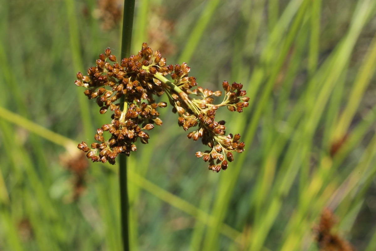Juncus effusus