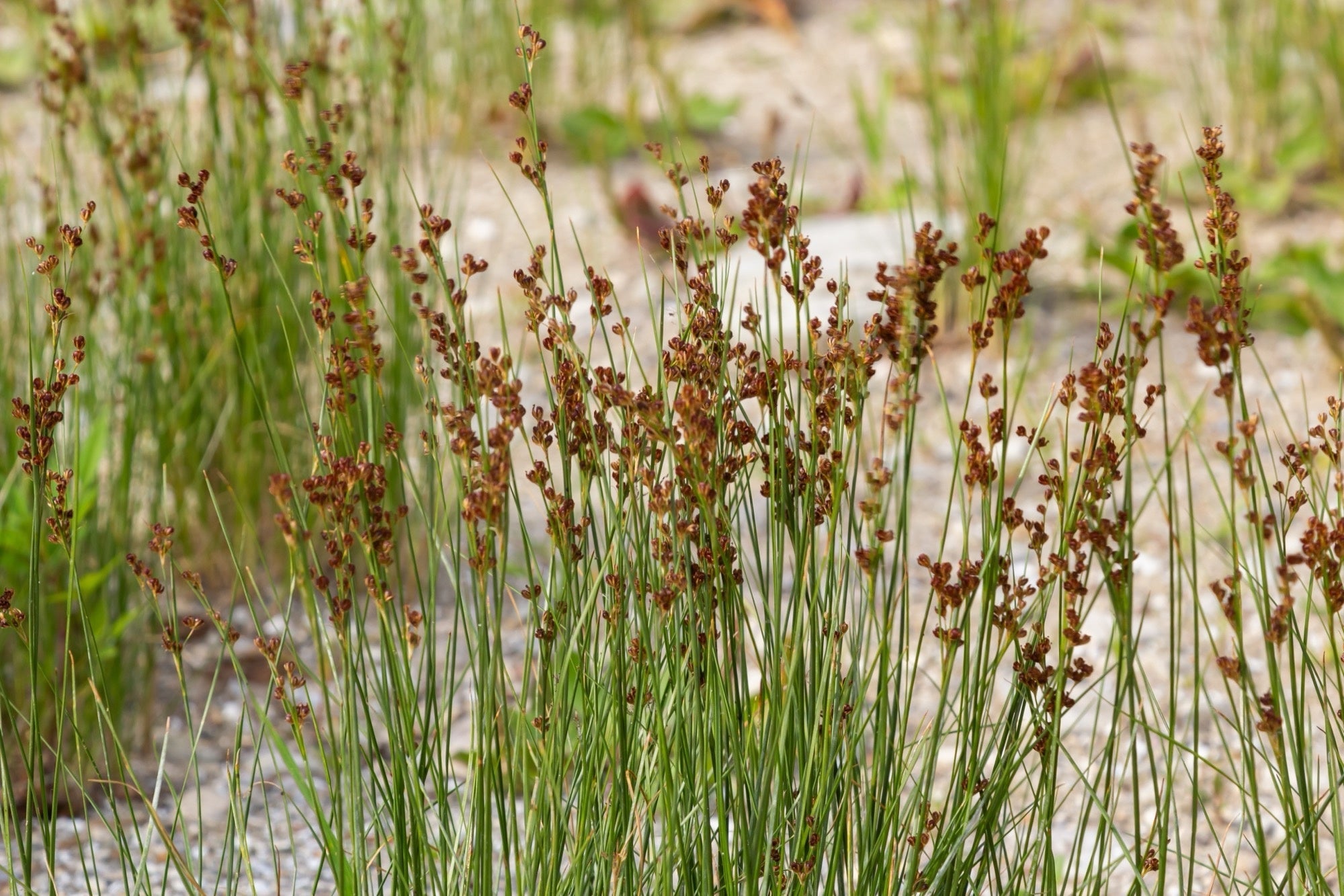 Juncus effusus