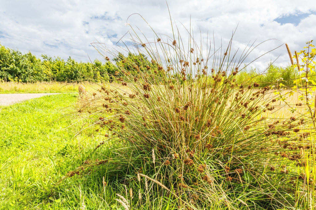 Juncus effusus