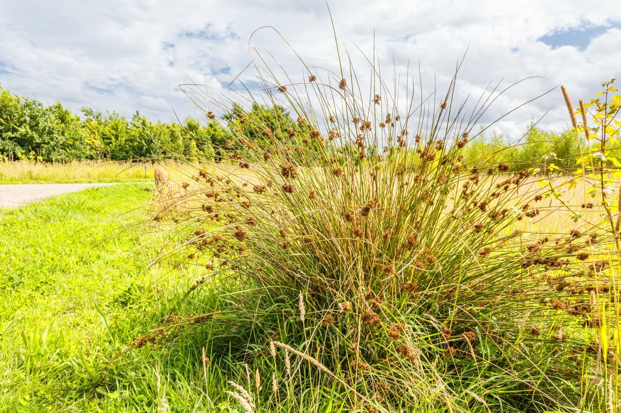 Juncus effusus