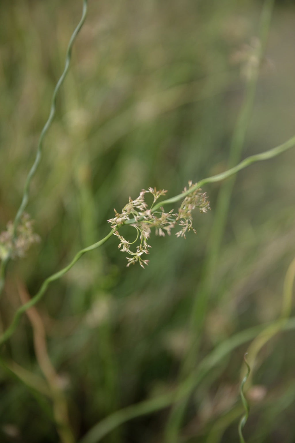Juncus effusus var. spiralis