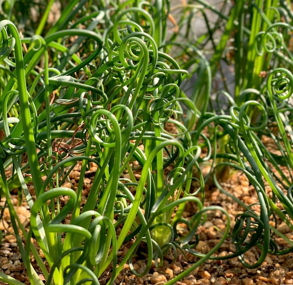 Juncus effusus var. spiralis