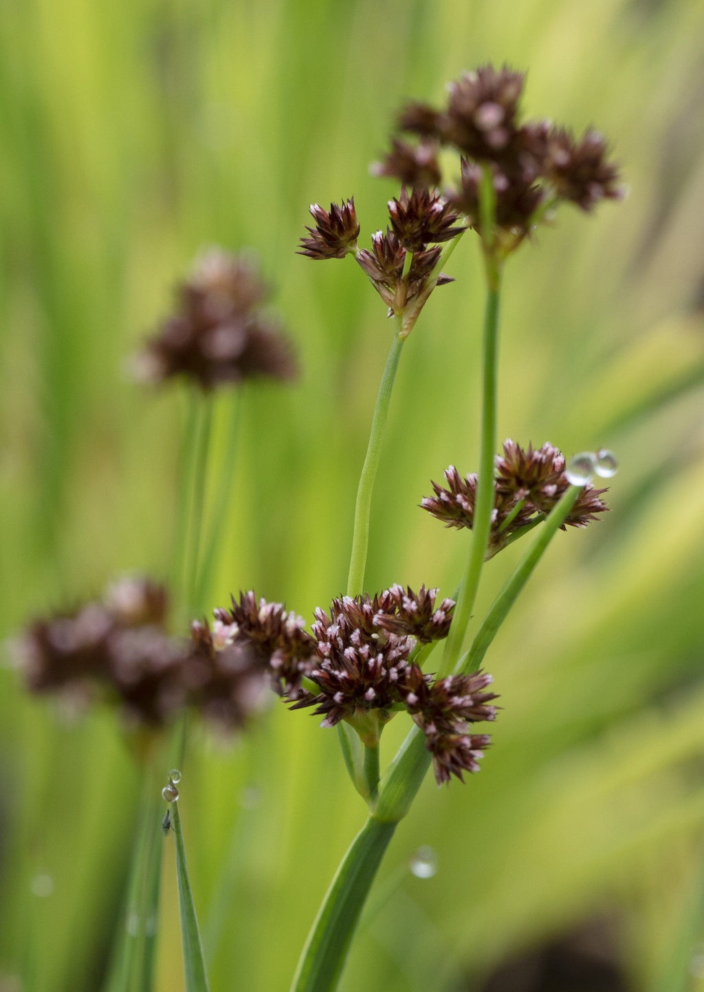 Juncus ensifolius